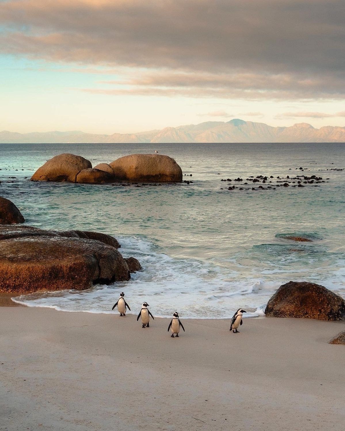 Four African penguins on the sand at Boulders at first light, granite boulders behind them and the mountains across False Bay
