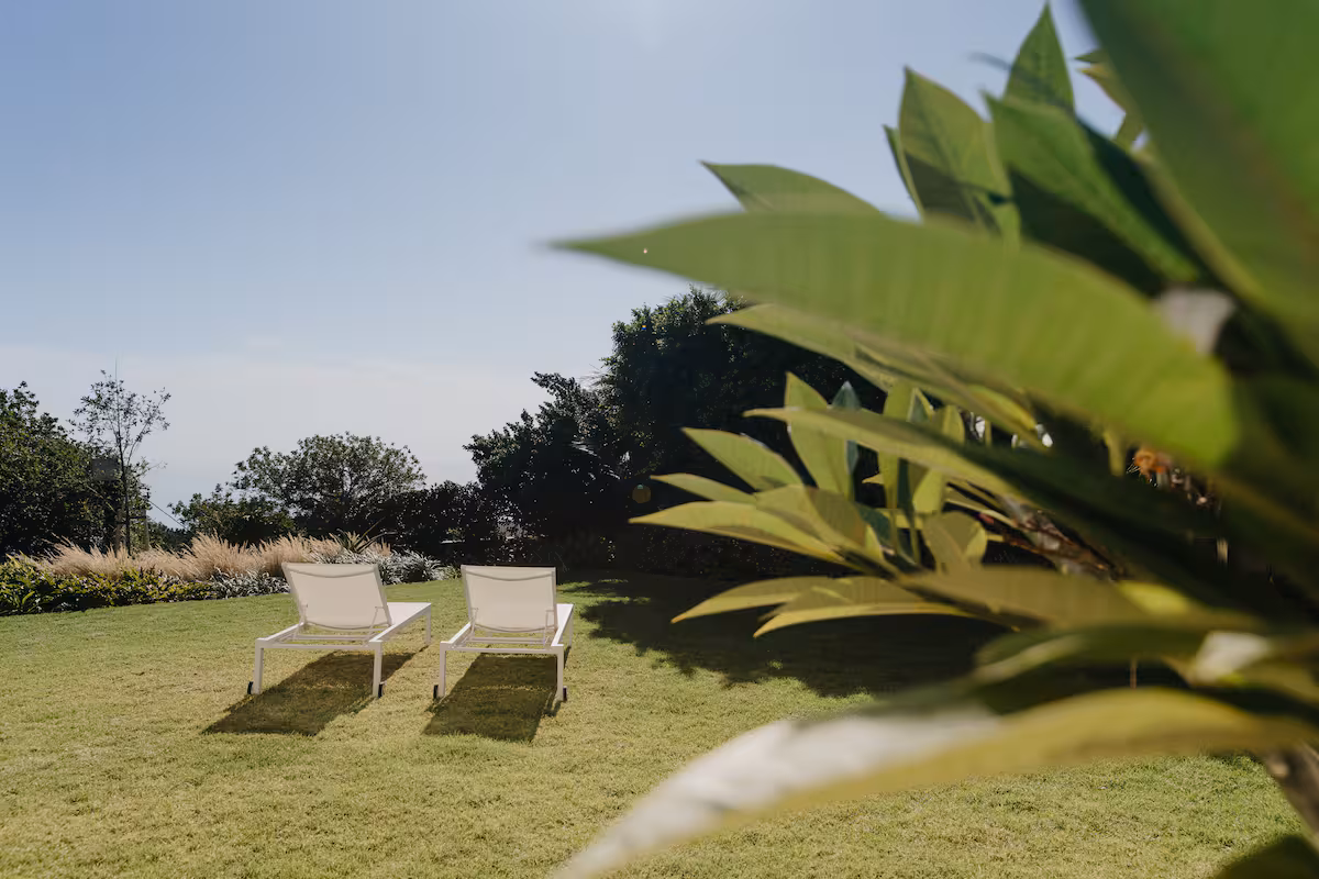 Two loungers on the lawn, late morning, frangipani in the foreground